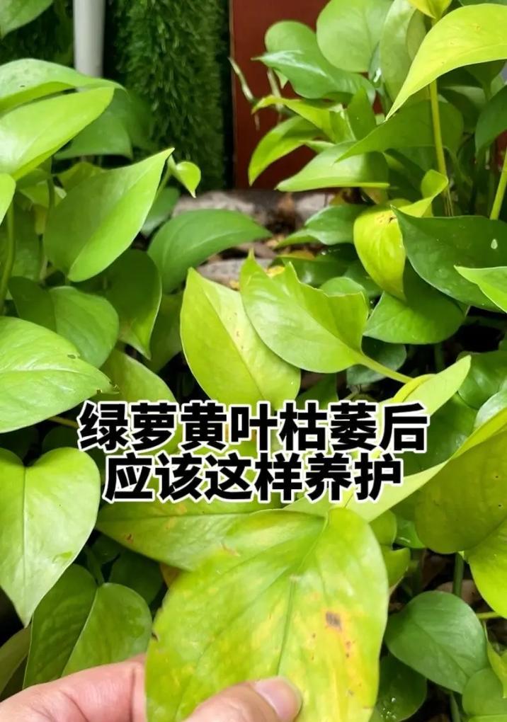 绿萝修剪的最佳方法是什么？