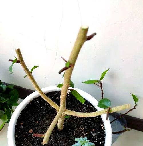 花卉冬季养护需要注意什么？如何帮助花卉安全过冬？
