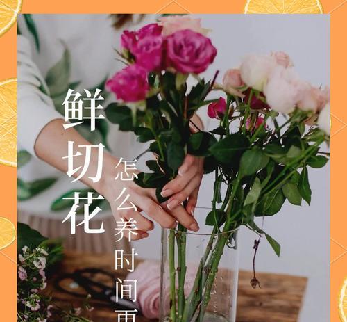 鲜切花的养护技巧有哪些？如何延长鲜切花的寿命？