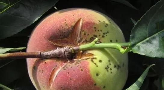 石榴花虫害的防治方法有哪些？