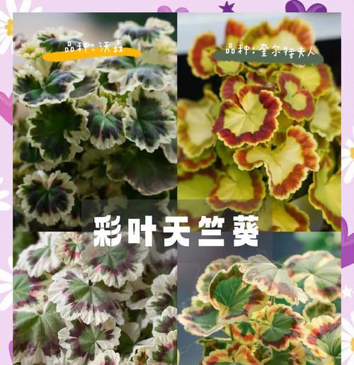 天竺葵哪个品种最好？各自的优点是什么？