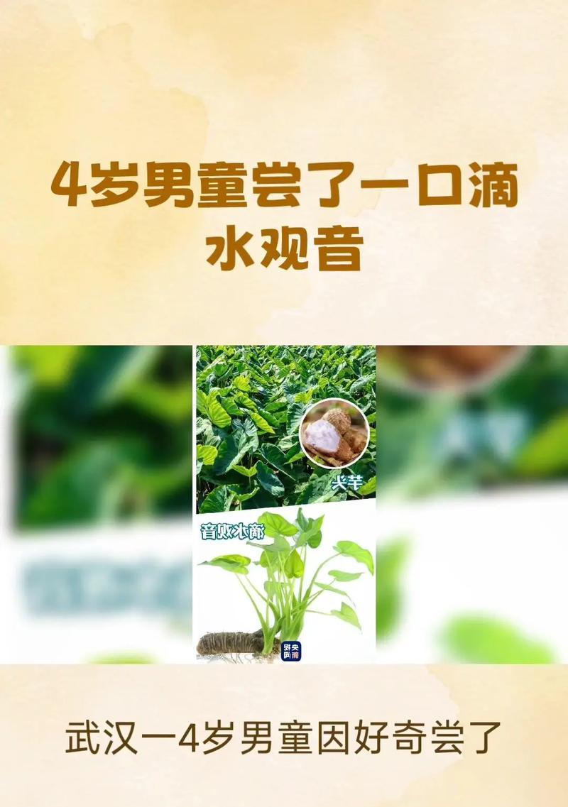水培滴水观音烂根怎么办？如何处理和预防？