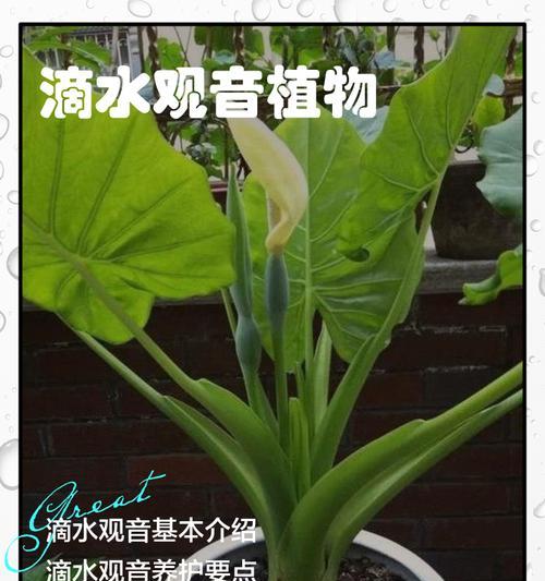 水培滴水观音烂根怎么办？如何处理和预防？