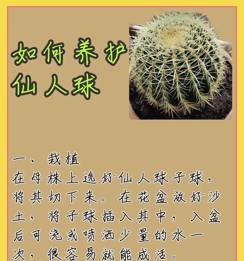 仙人球属于哪个科？有哪些特征？
