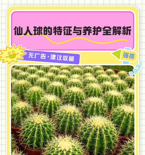 仙人球属于哪个科？有哪些特征？
