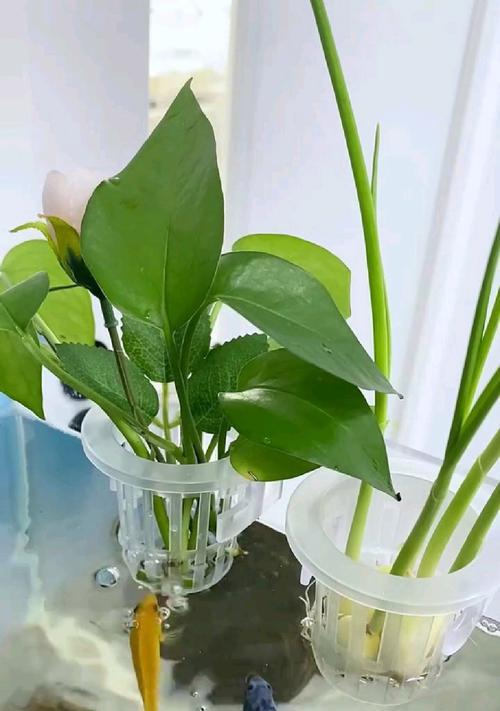 鱼缸里养花需要注意什么？有哪些推荐植物？
