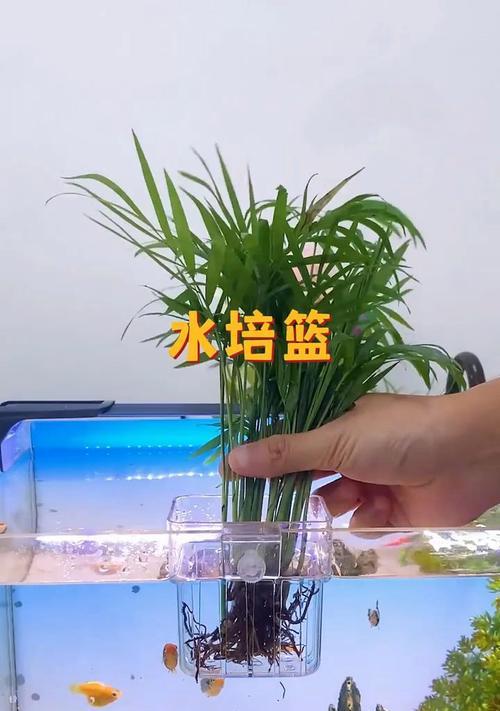 鱼缸里养花需要注意什么？有哪些推荐植物？