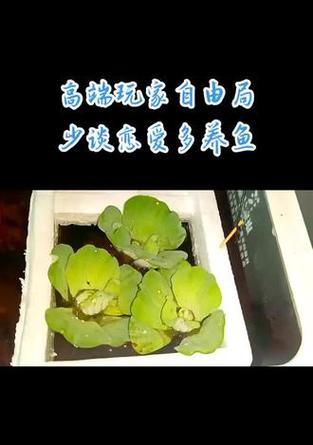 鱼缸里养花需要注意什么？有哪些推荐植物？