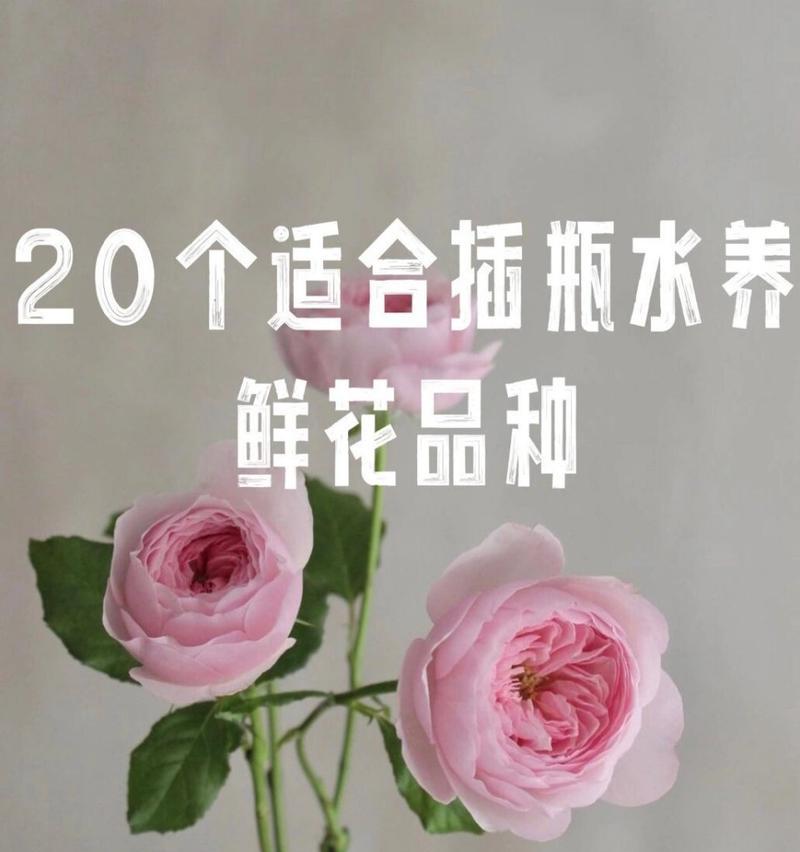 鲜花品种大全有哪些？如何选择适合的鲜花品种？
