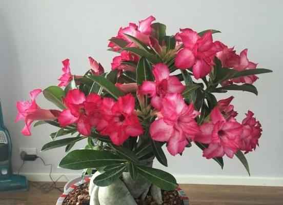 沙漠玫瑰不开花的原因及解决措施？