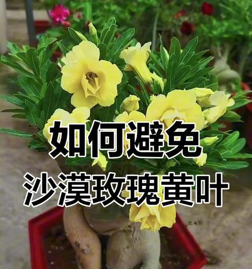 沙漠玫瑰不开花的原因及解决措施？