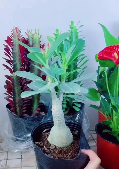 沙漠玫瑰不开花的原因及解决措施？