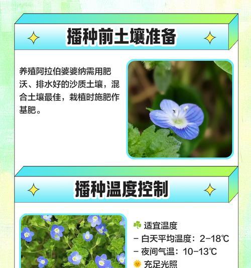 野花种子播种技巧是什么？