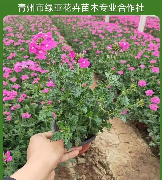 花草品种的名称数目是多少？如何快速识别它们？