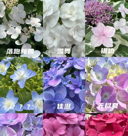 花草品种的名称数目是多少？如何快速识别它们？