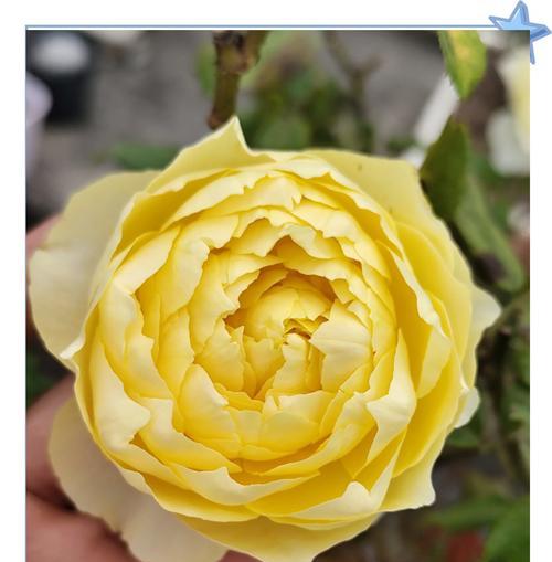 花草品种的名称数目是多少？如何快速识别它们？