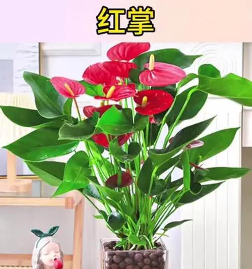 室内水养花卉有哪些？如何进行水培？