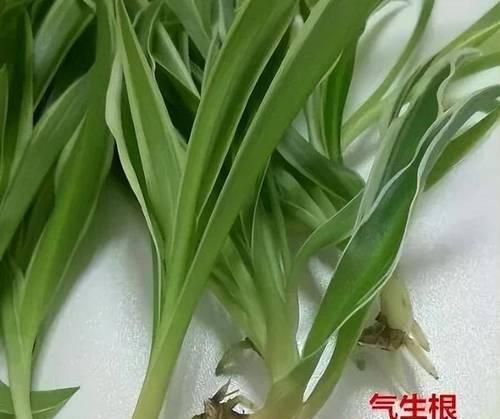 小吊兰的修剪方法是什么？如何促进小吊兰的分枝？