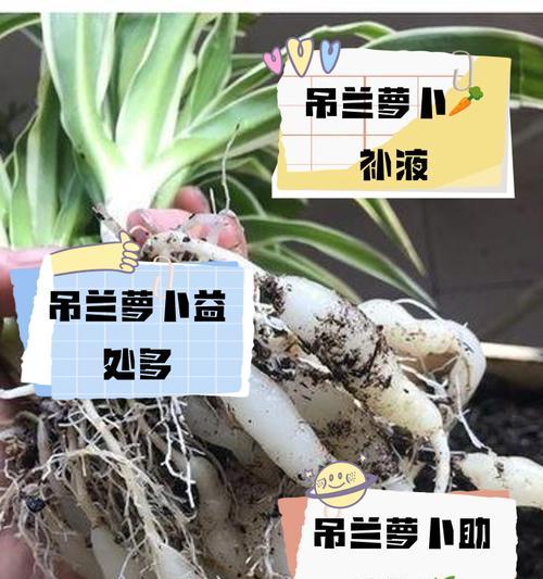 小吊兰的修剪方法是什么？如何促进小吊兰的分枝？