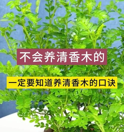 怎么养清香木？清香木的养护秘诀！