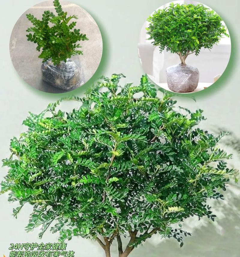 怎么养清香木？清香木的养护秘诀！