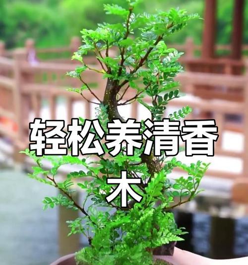 怎么养清香木？清香木的养护秘诀！