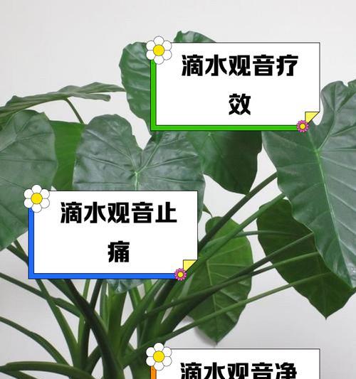 滴水观音倒叶怎么办？如何恢复其健康生长？
