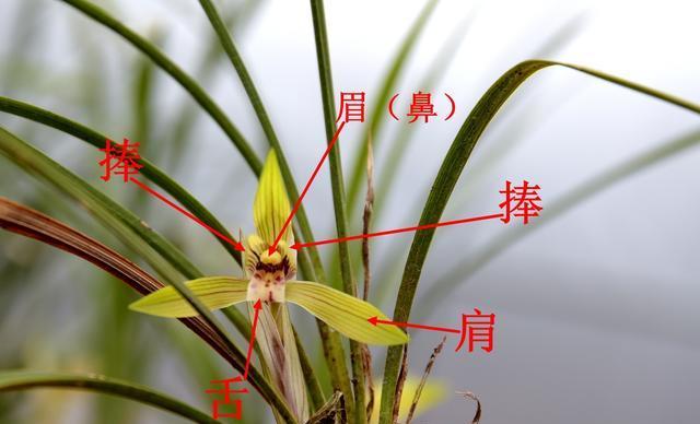 春兰品种有哪些？如何区分？