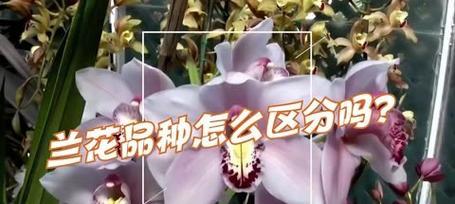 春兰品种有哪些？如何区分？