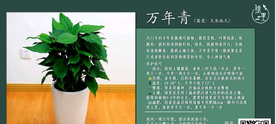 万年青的养殖技巧和注意事项是什么？