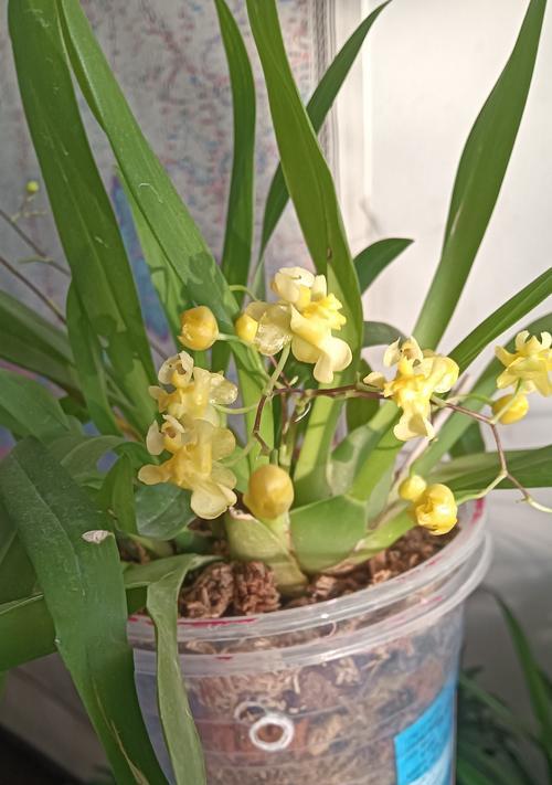 兰花开花期间的养护技巧是什么？