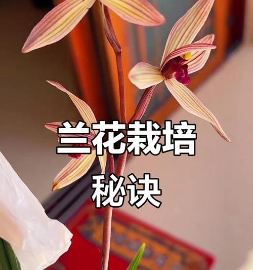 兰花开花期间的养护技巧是什么？