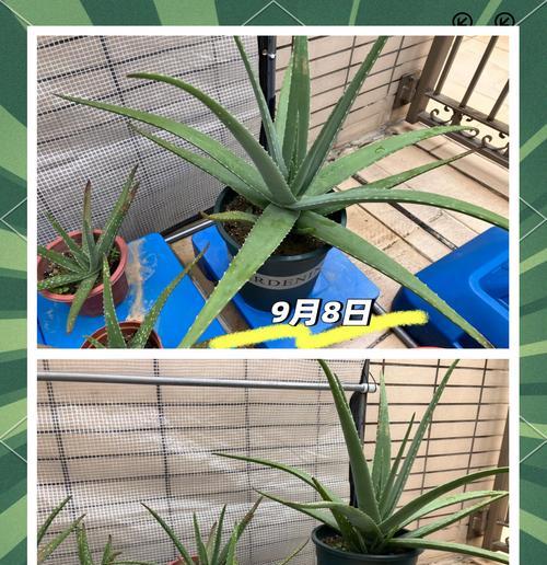 小芦荟怎么处理？如何正确分株和养护？