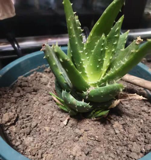 小芦荟怎么处理？如何正确分株和养护？