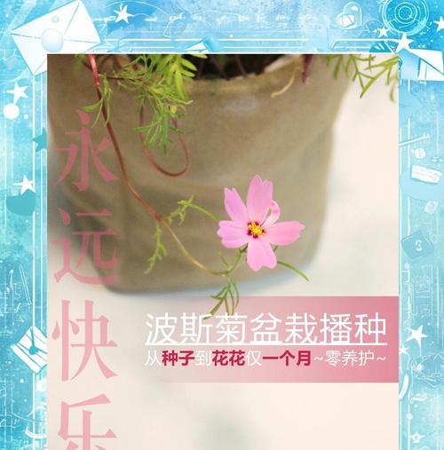 波斯菊的花语有哪些含义？