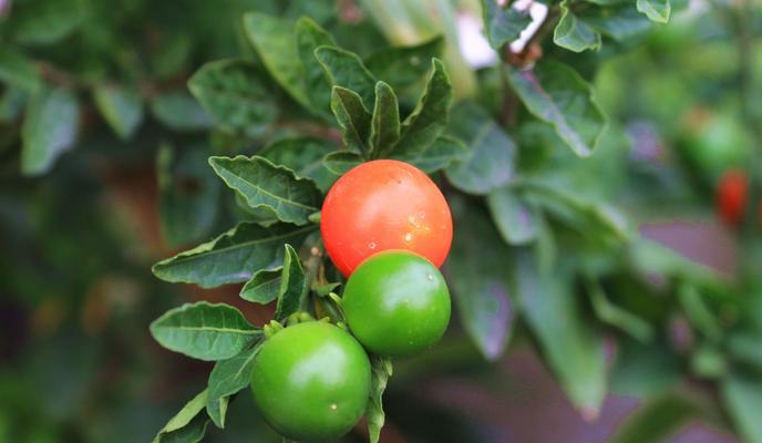 哪些植物会结出果实？植物果实的生长条件和特点是什么？