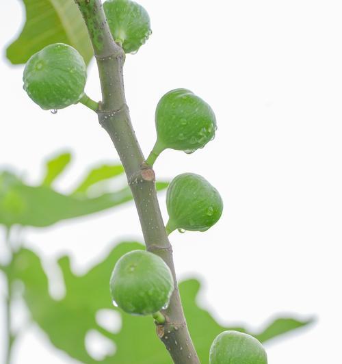 哪些植物会结出果实？植物果实的生长条件和特点是什么？