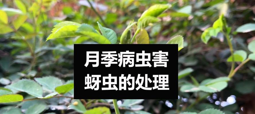 月季花蚜虫如何有效防治？