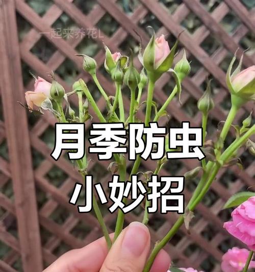 月季花蚜虫如何有效防治？