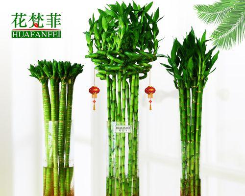 转运竹子的养殖技巧是什么？