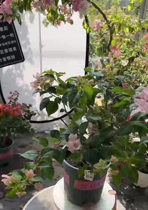 三角梅失什么肥？如何正确施肥促进三角梅生长？