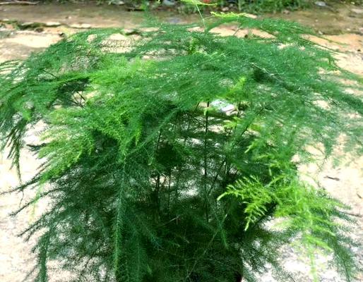 文竹夏季管理需要注意什么？