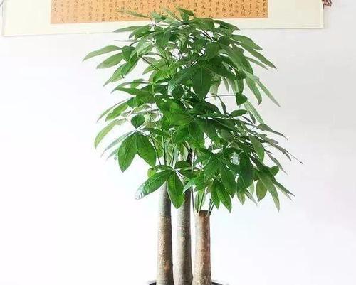 小椰子树的养殖方法和注意事项？
