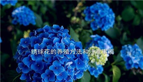 小椰子树的养殖方法和注意事项？