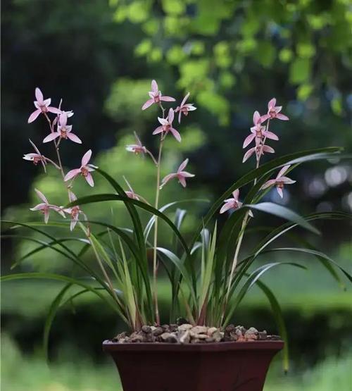 兰花有哪些品种？兰花品种的分类方法是什么？