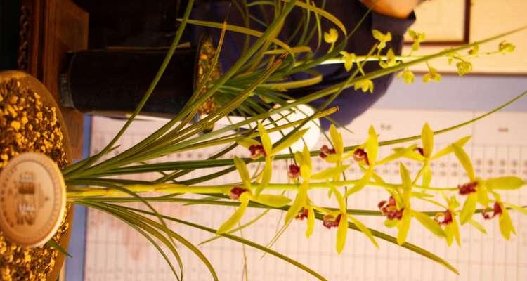 兰花有哪些品种？兰花品种的分类方法是什么？