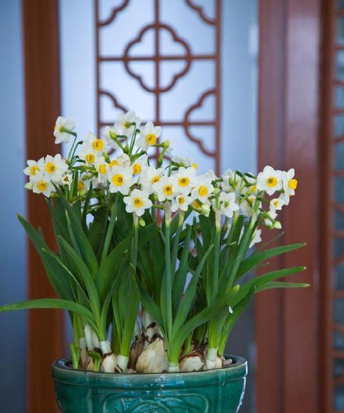 水仙花水养技巧有哪些？怎样保持水仙花健康生长？