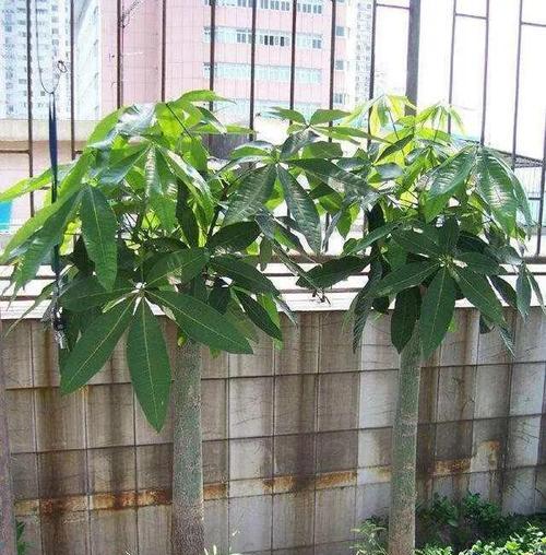 发财树叶发黄的原因及解决方法是什么？