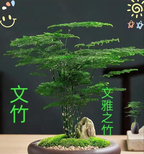 文竹养护技巧有哪些？