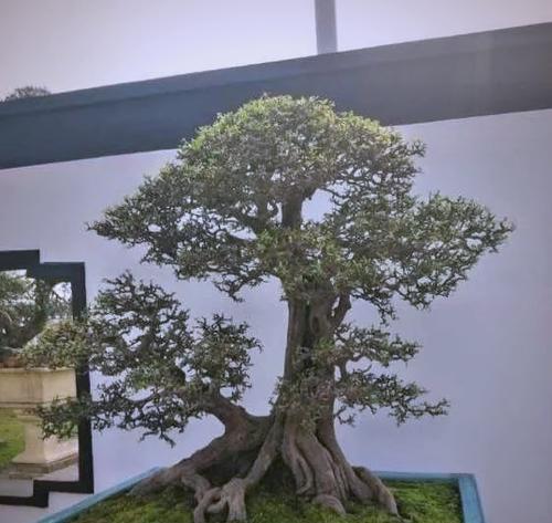 树桩盆景的制作步骤是什么？制作树桩盆景的技巧有哪些？